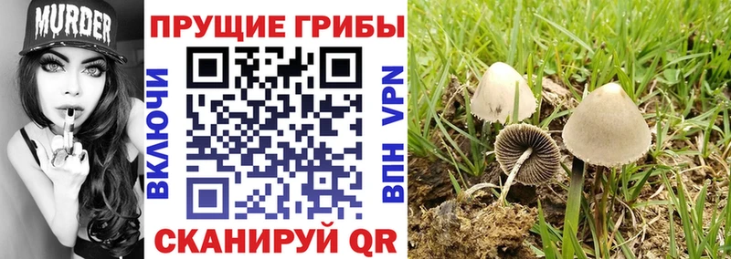 Купить закладки  Сосновка  Псилоцибиновые грибы Magic Shrooms 